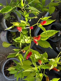 Fruiting Spicy Hot Thai Dragon Pepper 🌶️ Peppers Chili Veggie Vegetable