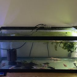 Fish Tank Aquarium Axolotl 