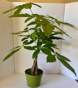 Money tree B