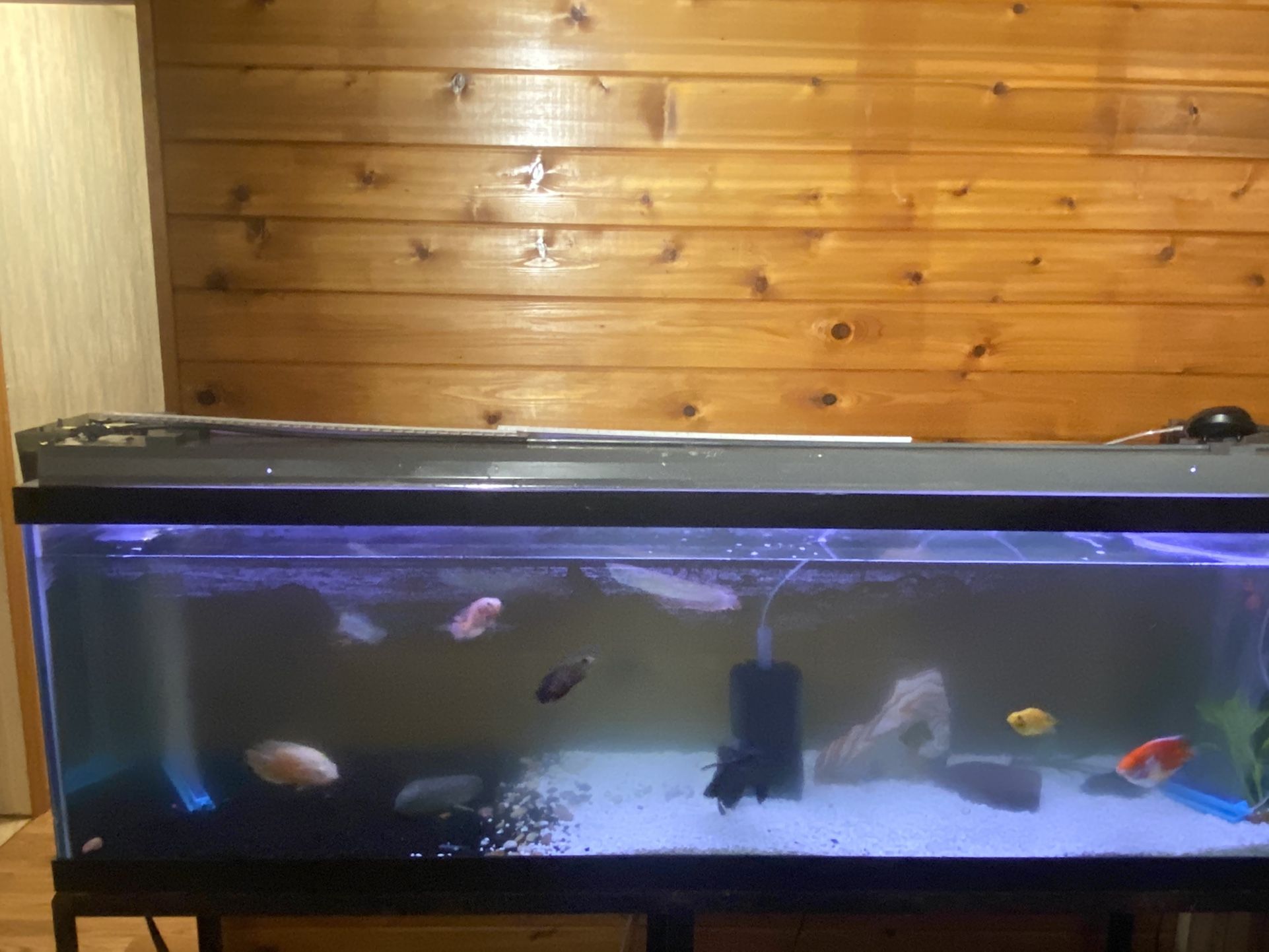 Fish Tank 135 Gallon 6 Ft Wide