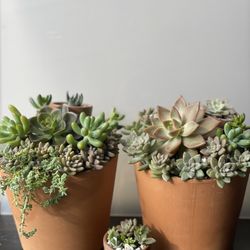 Succulent Plant Arrangements 