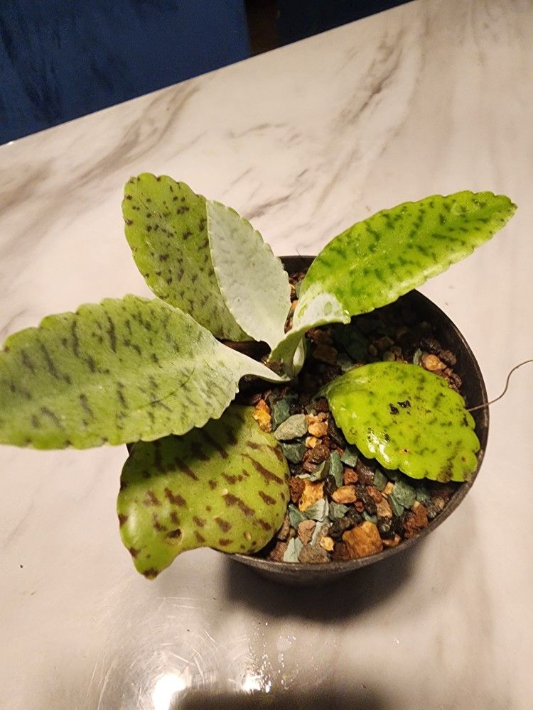 Kalonchoe (Donkey Ear Succulent )