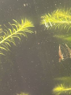 Amano Shrimp Decorations - Juvenile