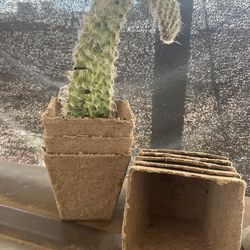 Cacti cutting