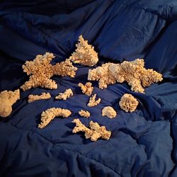 Antique Coral 100 Yrs Old 