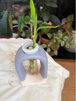 Lucky bamboo on ceramic pot