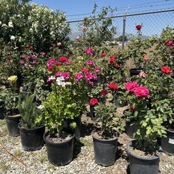 Plants For Sale / Plantas En Venta