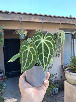 Anthurium Villenaorum Plant $35