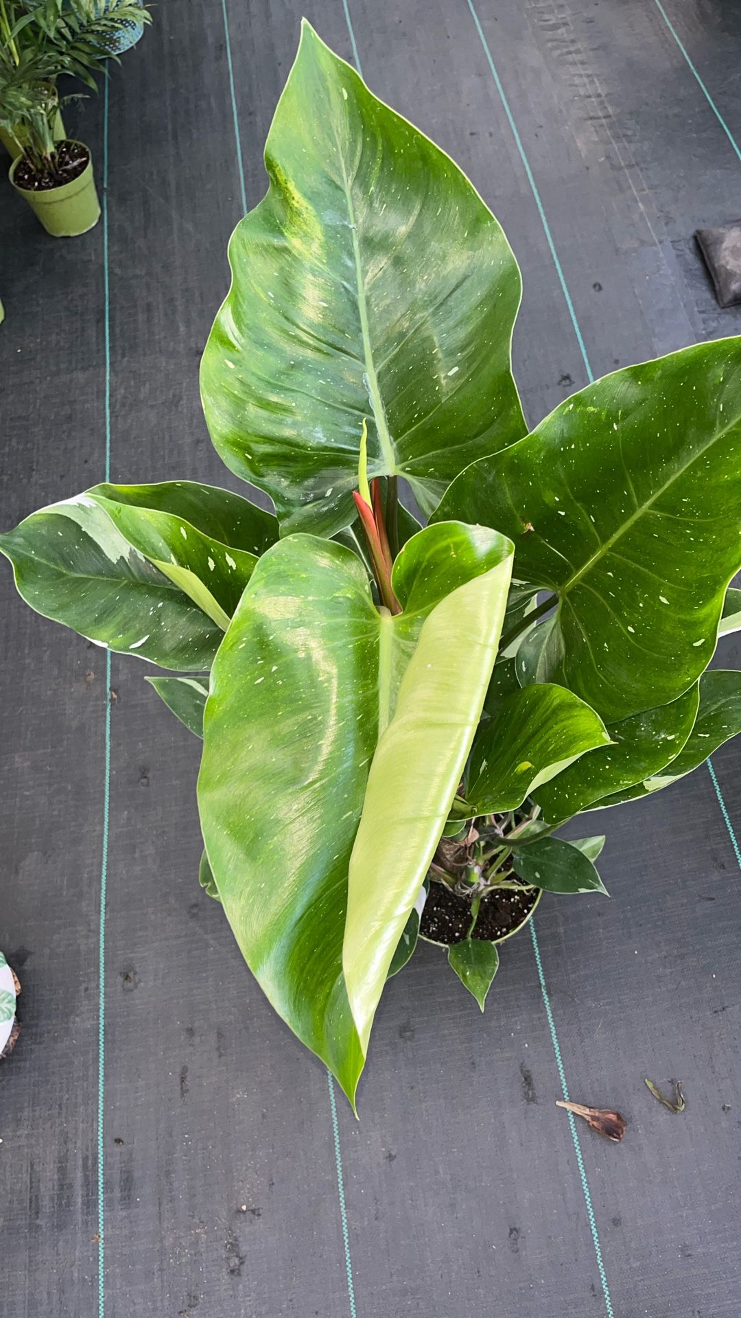 Variegated Philodendron 'White Princess 8 Inch Pot