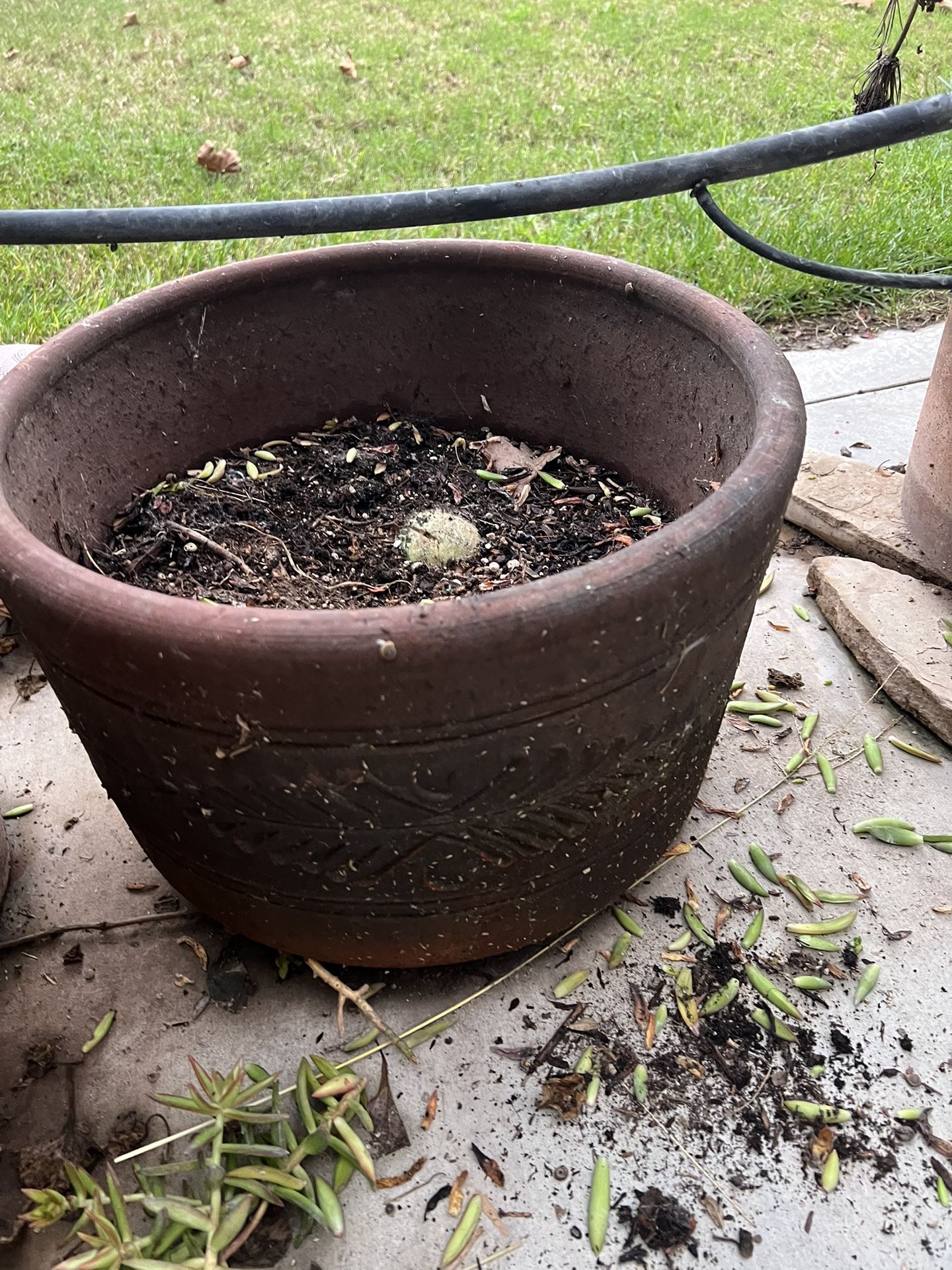 Big Planter With Soil gerumluem flower