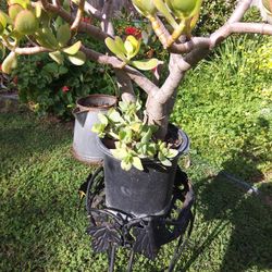 "Crassula Ovata," Jade Tree With Plant Stand 
