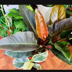 ♥️SUPER Healthy GORGEOUS Red  Philodendron♥️ PLS Read Description 