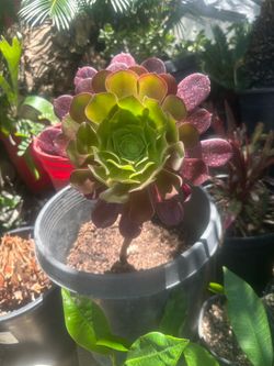 Beautiful Aeonium