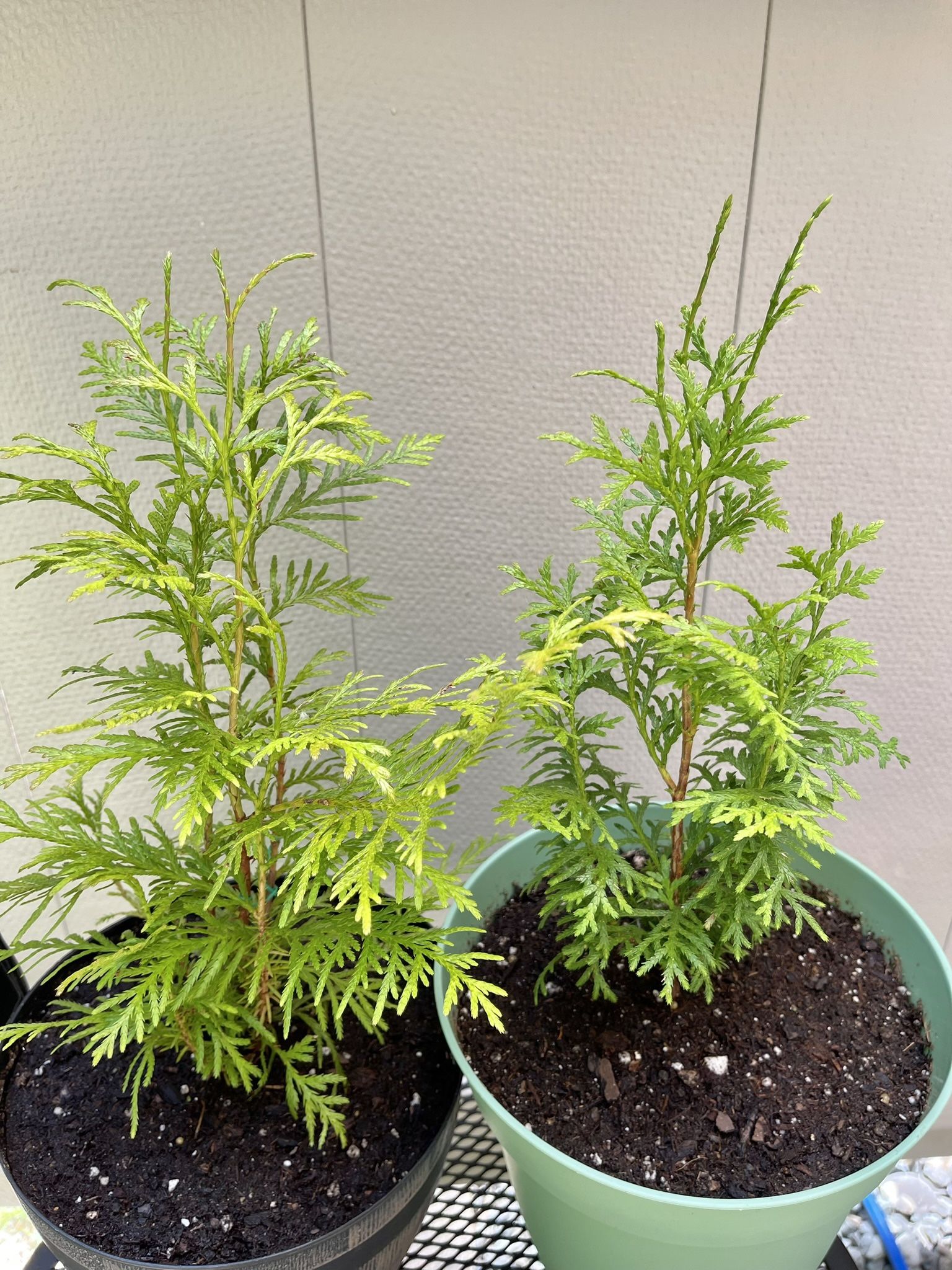 ❗️🐿️ Well Established Young Organic Red Cedar Tree(Balcony, Porch, Deck, Garden).