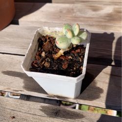 Rare Beautiful Succulent In 2” Small Pot