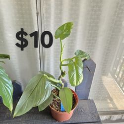 Silver Sword Philodendron Plant 