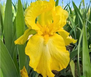 Flowers Yellow Iris Bulbs