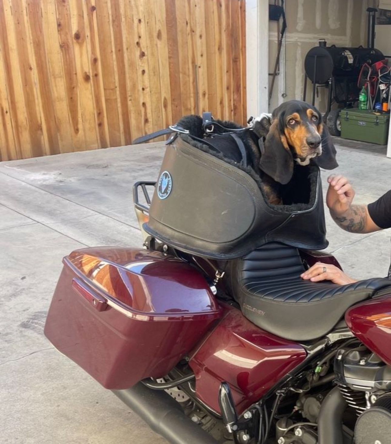 Custom Dog Motorcycle Carrier