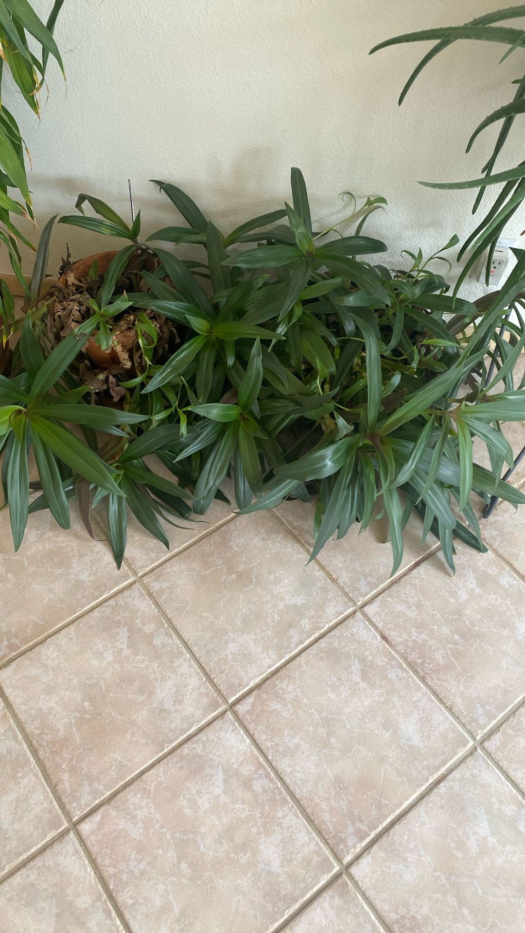 Boat Of Lily Plants In A Pot