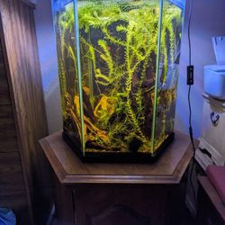 20 Gallon Hexagon Tank And Stand
