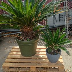 Palms