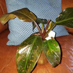 Imperial Red Philodendron In Gold Pot