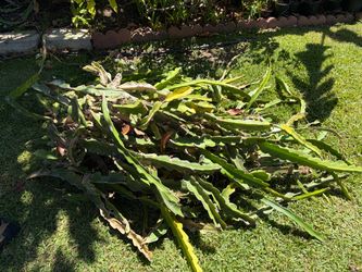 Dragon fruit cutting