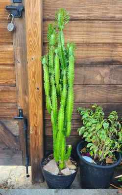 Euphorbia Trigona Succulent Cactus 🌵