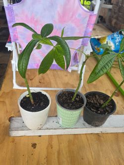 Money plant