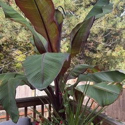 Ensete false banana 
