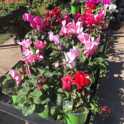 Plants And Suculenta 