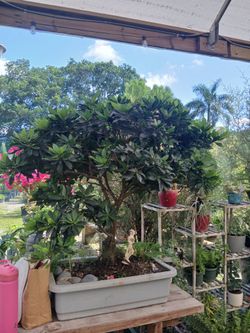Japanese Blueberry bonsai on sale now $550