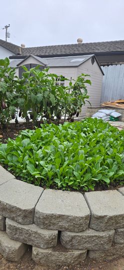Organic Home Grow Vegetables $2.99/lb