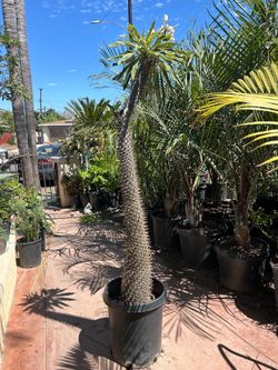 Madagascar Palm