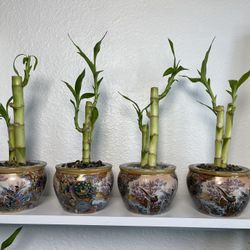 Lucky Bamboo Plants With Asian Vase $5 each. Firm Price.