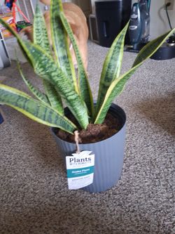 Snake plant