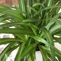 Spider Plant