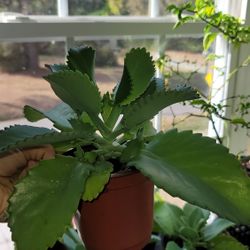 Mother  Of Thousands  🪴 