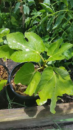 Fig tree plant