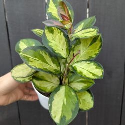 Hoya Australis Lisa Plant 4" Pot - Indoor House Plants