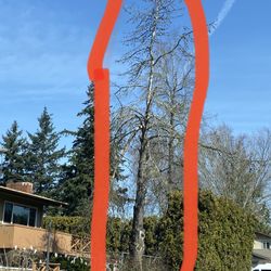 Free pine tree for firewood