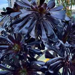 Black Rose Succulent