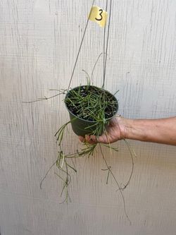 6” hoya retusa