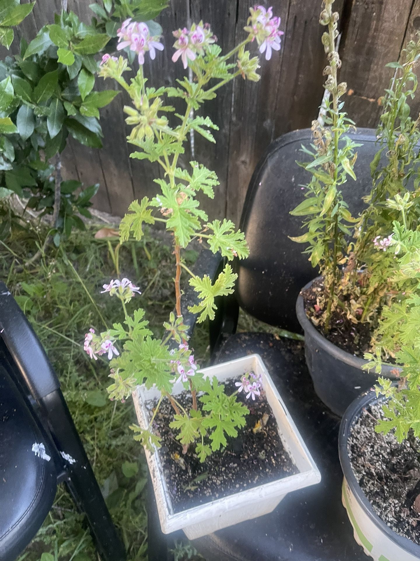 Sindorella Plant $5
