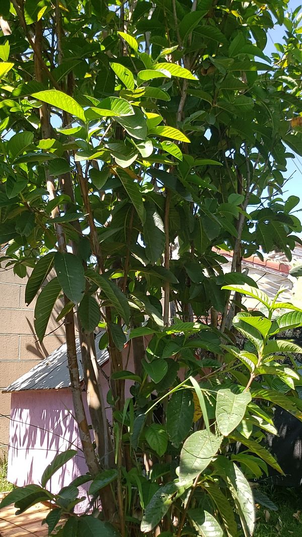 Guava tree!!! for Sale in Baldwin Park, CA OfferUp
