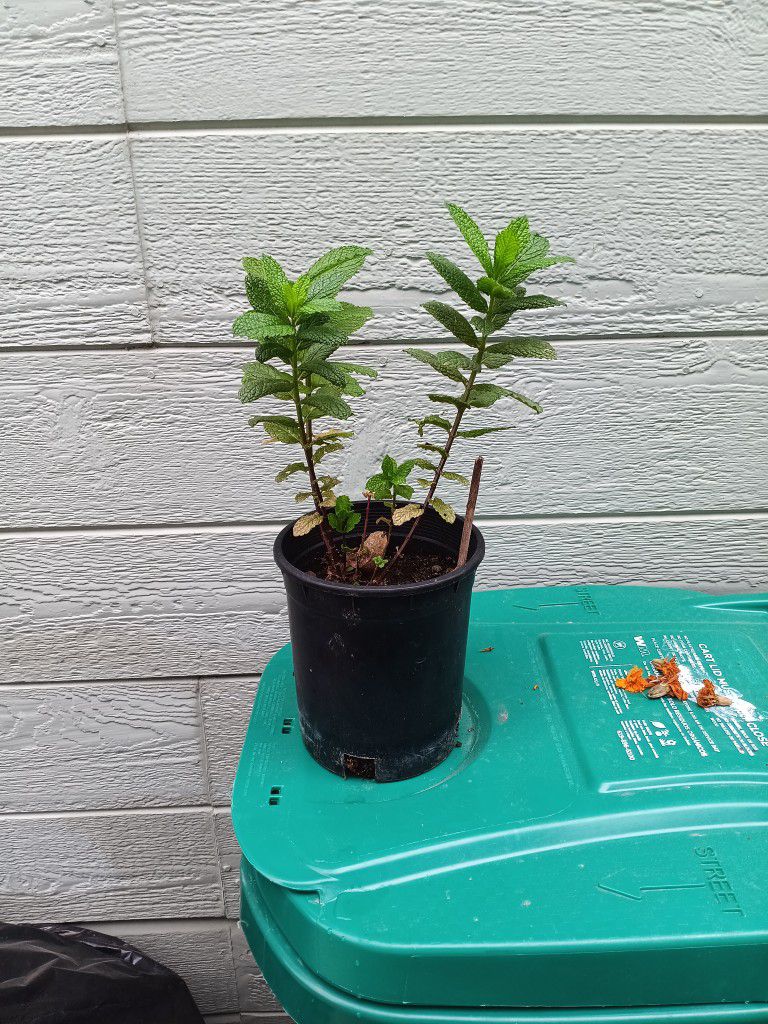One Quart Mint Plant