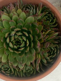 I’m selling this Gorgeous Succulent plant with Terracotta pot