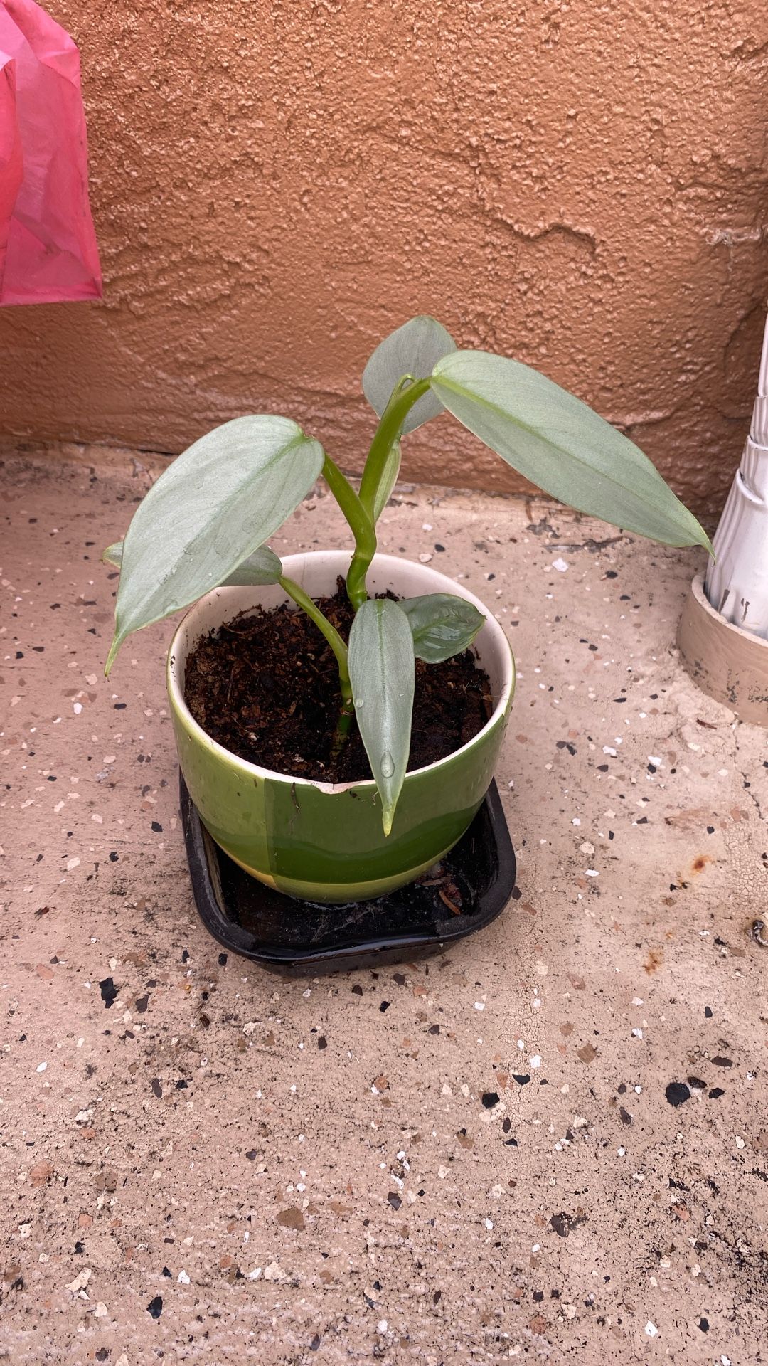 Cebu Blue With Ceramic Pot Pick Up Only