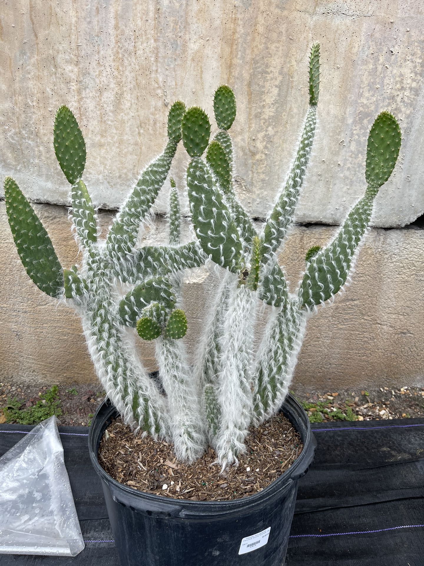 Opuntia Snow Prickly Cactus 7 Gallon for Sale in Fort Lauderdale, FL