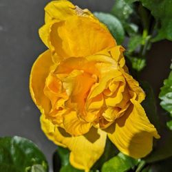 Yellow Double Hibiscus Flower Plant, Well Rooted 